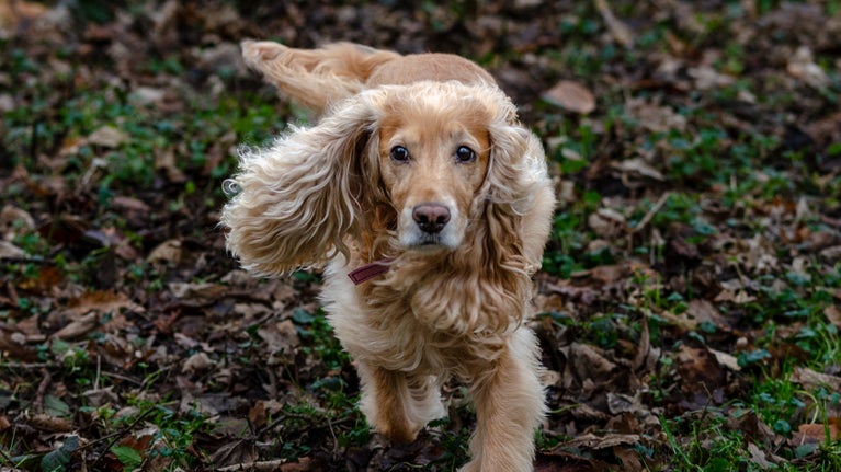Dog at the Woodlands in February at Cliveden, Buckinghamshire